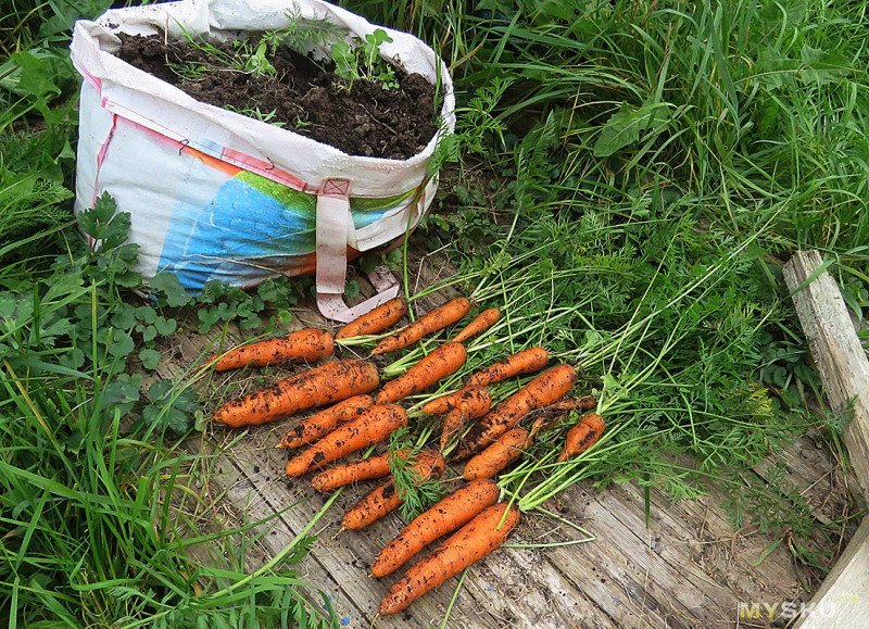 Огород в мешке, выращиваем морковку и картошку